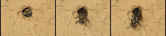 Melecta albifrons: Weibchen in einer Pelzbienen-Niströhre Melecta albifrons: Weibchen in einer Pelzbienen-Niströhre