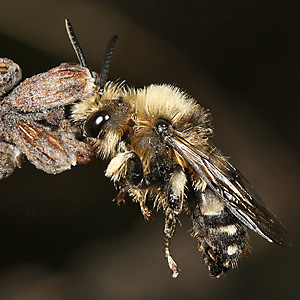 Melecta albifrons, M an Lavendel festgebissen