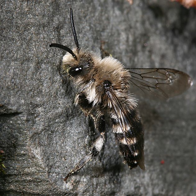 Melecta albifrons, M