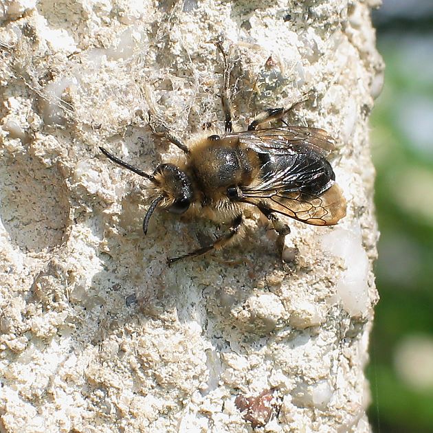 Melecta albifrons, W