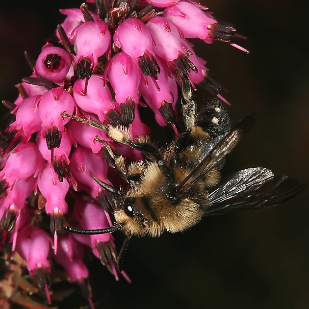 Melecta albifrons, M