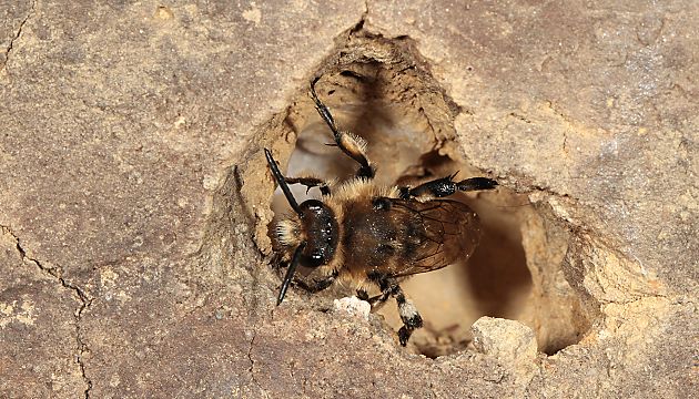 Melecta albifrons, W