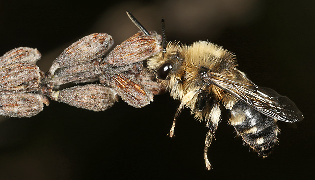 Melecta albifrons, M an Lavendel festgebissen