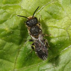 Blattschneiderbiene Megachile centuncularis, M