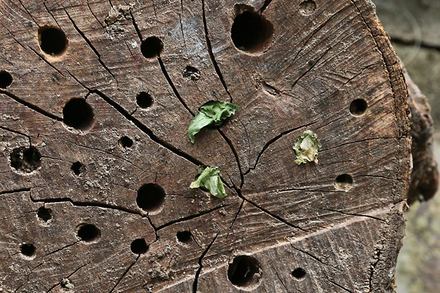 Megachile centuncularis, W