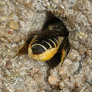 Megachile centuncularis, W mit Pollen (2)