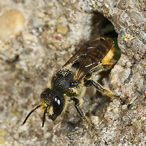 Megachile centuncularis, W mit Pollen (3)