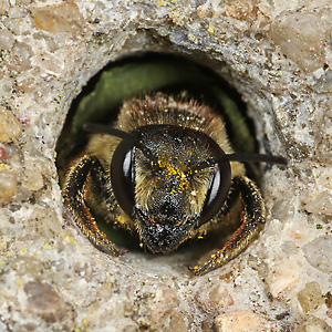 Megachile centuncularis, W mit Pollen (6)