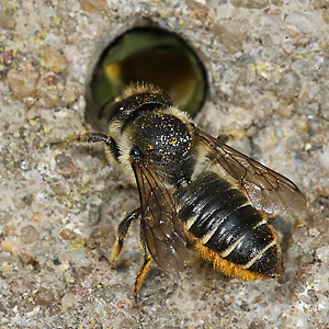 Megachile centuncularis, W: Nestbau (2)