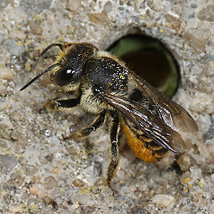 Megachile centuncularis, W: Nestbau (3)
