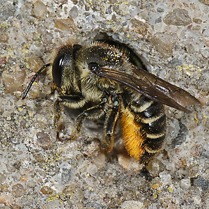 Megachile centuncularis, W: Nestbau (4)