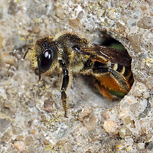 Megachile centuncularis, W: Nestbau (6)