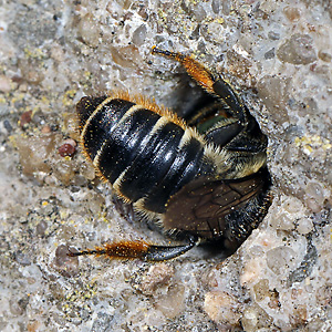 Megachile centuncularis, W: Nestbau (9)