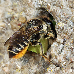 Megachile centuncularis, W: Nestbau (11)