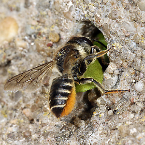 Megachile centuncularis, W: Nestbau (12)