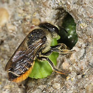 Megachile centuncularis, W: Nestbau (16)