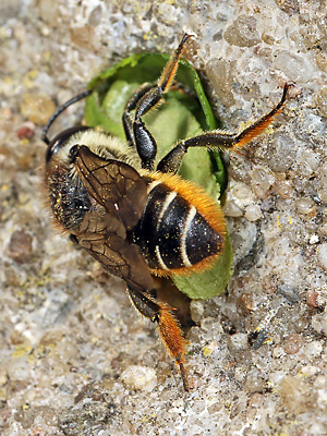Megachile centuncularis, W: Nestbau (21)