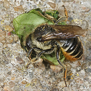 Megachile centuncularis, W: Nestbau (22)