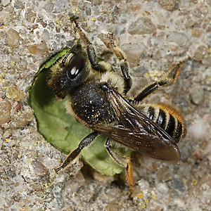 Megachile centuncularis, W: Nestbau (24)