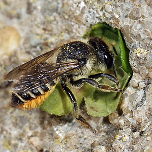 Megachile centuncularis, W: Nestbau (25)