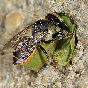 Megachile centuncularis, W: Nestbau (30)