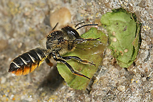 Megachile centuncularis, W: Nestbau (31)
