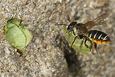 Megachile centuncularis, W: Nestbau (36)