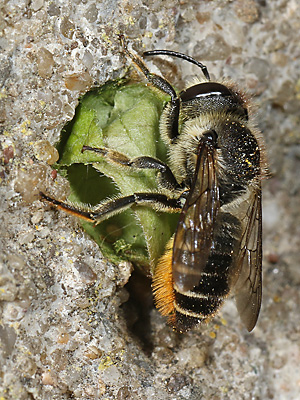 Megachile centuncularis, W: Nestbau (37)