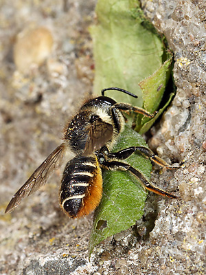 Megachile centuncularis, W: Nestbau (39)