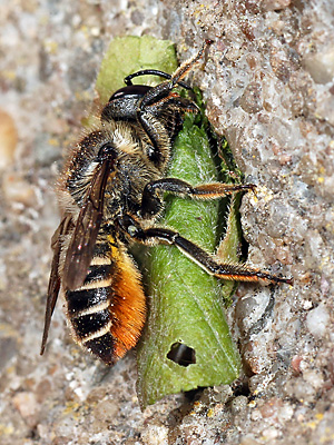 Megachile centuncularis, W: Nestbau (40)