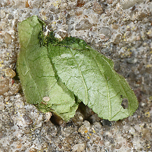 Megachile centuncularis, W: Nestverschluß (2)
