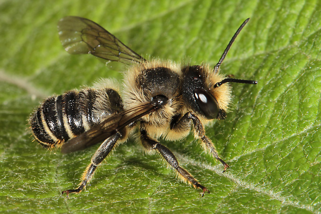 Megachile centuncularis, M