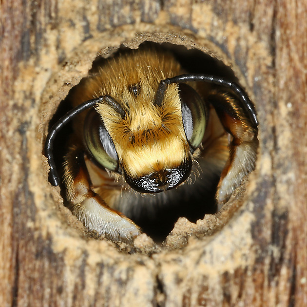 Megachile circumcincta, M