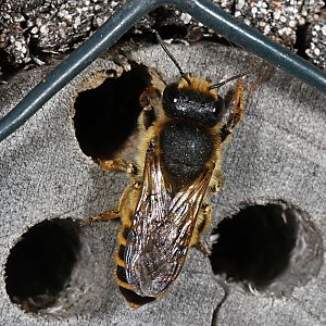 Megachile ericetorum, W am Nest (1)