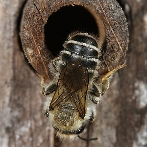 Megachile ericetorum, W am Nest (6)