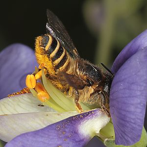 Megachile ericetorum, W an Baptisia australis (8)