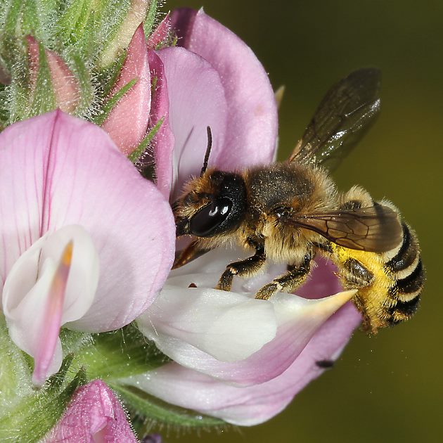Megachile ericetorum, W