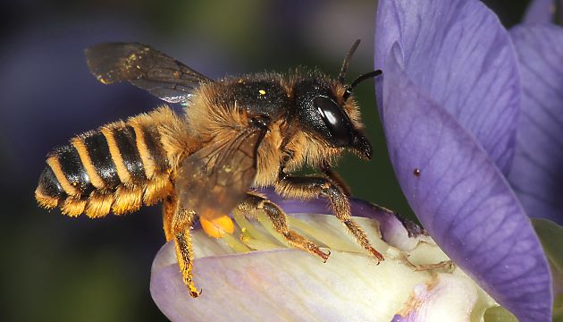 Megachile ericetorum, W