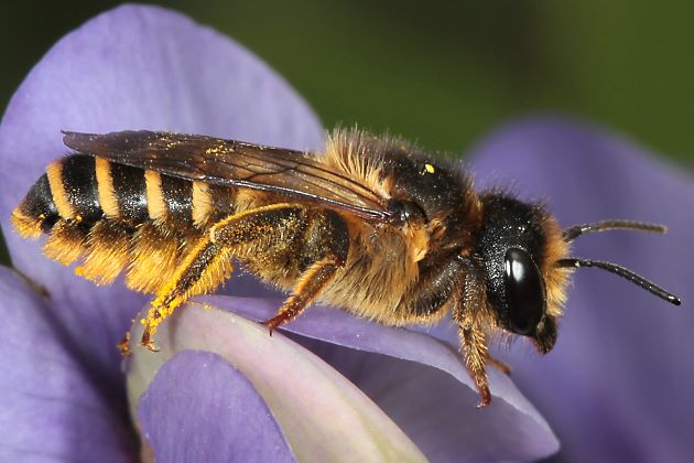 Megachile ericetorum, W