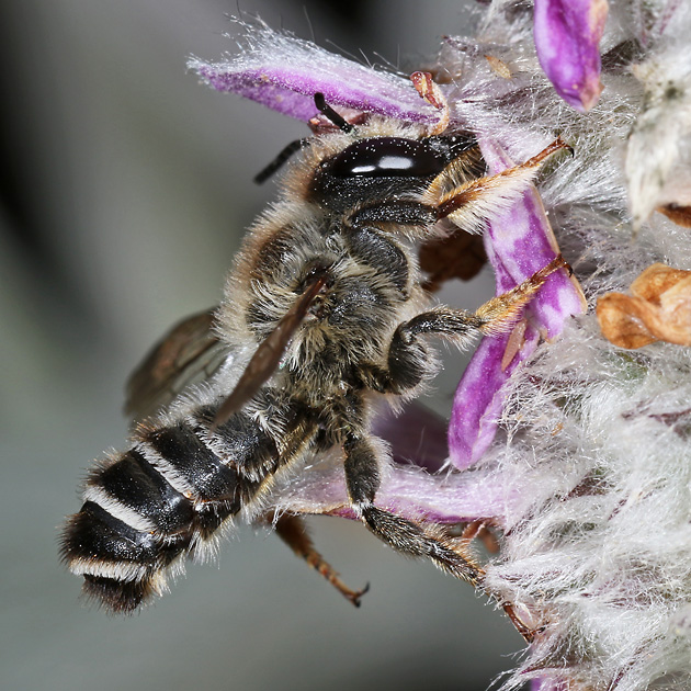 Megachile ericetorum, M