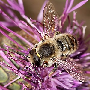 Megachile lagopoda, M