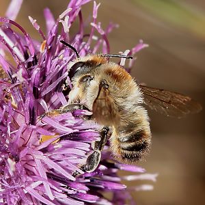 Megachile lagopoda, W