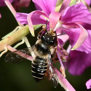 Megachile lapponica, W