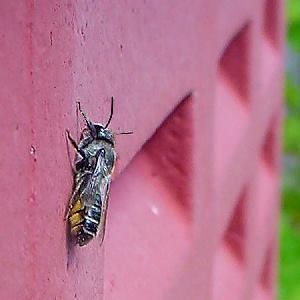 Megachile lapponica, W