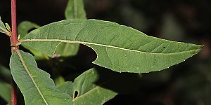 Megachile lapponica: Blätter mit Ausschnitt