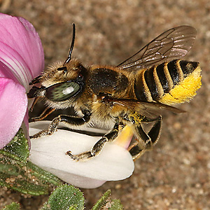 Megachile leachella, W