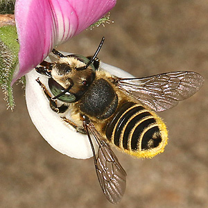 Megachile leachella, W