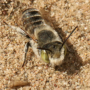 Megachile leachella, M