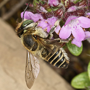 Megachile leachella, M