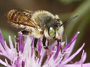 Megachile leachella, M